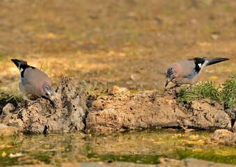   arrendajo bebiendo agua en el estanque del bosque (Garrulus glandarius) Ojén Andalucía España 