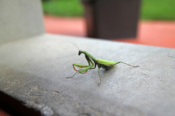 A praying mantis over concrete - 354037681