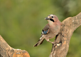  arrendajo posado en una rama en el bosque (Garrulus glandarius) Ojén Andalucía España	