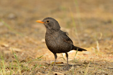  mirlo común posado en el suelo del parque (Turdus merula) Ojén Andalucía España 