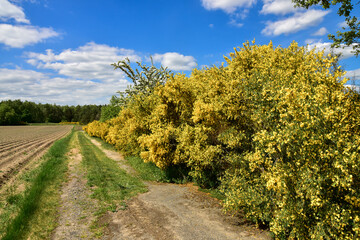 Fototapeta na wymiar Ginster, gelber Ginster an einem Feldweg, Feldweg, blauer Himmel mit Wolken, Natur