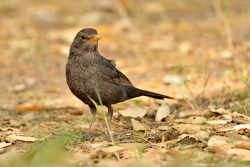  mirlo común posado en el suelo del parque (Turdus merula) Ojén Andalucía España 