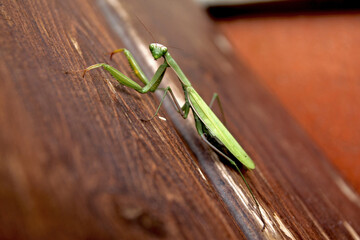 A praying mantis over wood door - 354038222