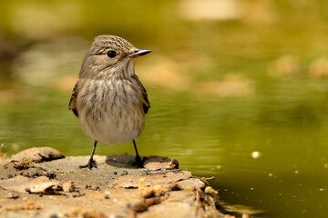 papamoscas gris en las piedras del estanque del parque  (Muscicapa striata) Marbella Andalucía...
