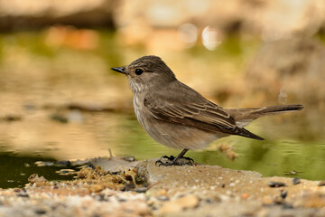  papamoscas gris en las piedras del estanque del parque  (Muscicapa striata) Marbella Andalucía España 
