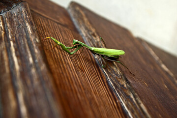 A praying mantis over wood door - 354038430
