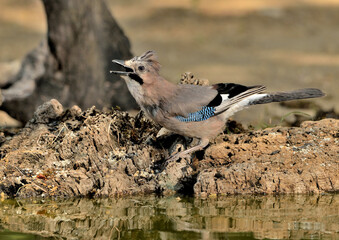  arrendajo posado en una rama en el bosque (Garrulus glandarius) Ojén Andalucía España	