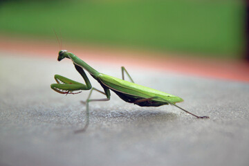 A praying mantis over concrete - 354038824