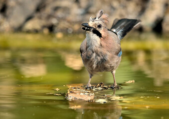     arrendajo bebiendo agua en el estanque del bosque (Garrulus glandarius) Ojén Andalucía España 