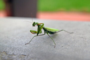 A praying mantis over concrete