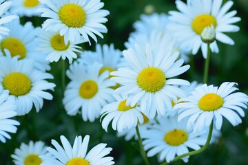 Fototapeta premium Macro texture of white Daisy flower in spring garden
