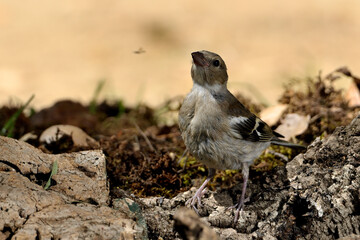    pinzón vulgar hembra bebiendo agua en el estanque del parque (Fringilla coelebs) Marbella Andalucía España 