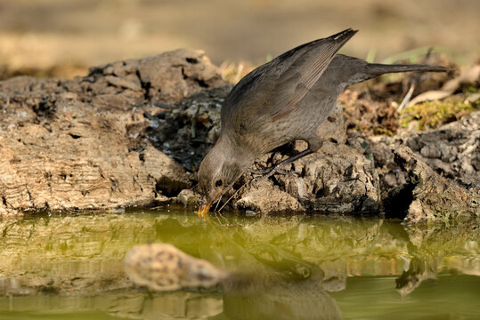   mirlo común bebiendo agua en el estanque del bosque (Turdus merula) Ojén Andalucía España 