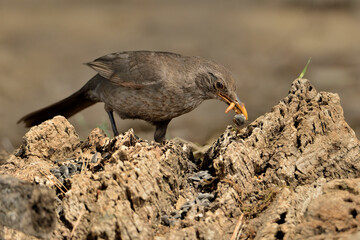   mirlo común posado en el suelo del bosque (Turdus merula) Ojén Andalucía España 