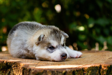 One Little cute puppy of Siberian husky dog outdoors
