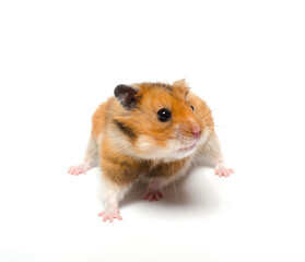 Cute funny Syrian hamster (isolated on white)