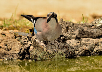     arrendajo bebiendo agua en el estanque del bosque (Garrulus glandarius) Ojén Andalucía España 