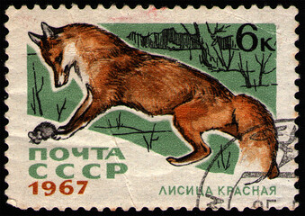 USSR - CIRCA 1967: stamp printed in USSR, shows animal Red Fox (Vulpes vulpes), circa 1967