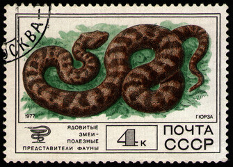 USSR - CIRCA 1977: stamp printed in USSR, shows animal Levantine Viper (Vipera lebetina), circa 1977