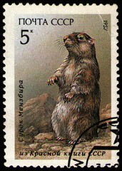 USSR - CIRCA 1987: stamp printed in USSR, shows animal Menzbier's Marmot (Marmota menzbieri), circa 1987