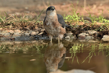   gavilán común bebiendo agua en el estanque  en el bosque (Accipiter nisus) Ojén Andalucía España