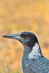 A magpie profile photo - portrait