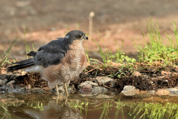   gavilán común bebiendo agua en el estanque  en el bosque (Accipiter nisus) Ojén Andalucía España