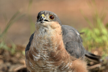   gavilán común retrato en el bosque (Accipiter nisus) Ojén Andalucía España
