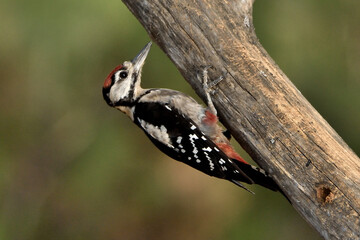  pico picapinos en el bosque en un  tronco  (Dendrocopos major) Ojén Andalucía España 