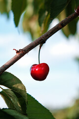 One isolated beautiful ripe cherry with nice bokeh in the background