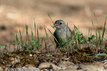 pinzón vulgar en el suelo del parque  (Fringilla coelebs) Marbella Andalucía España 