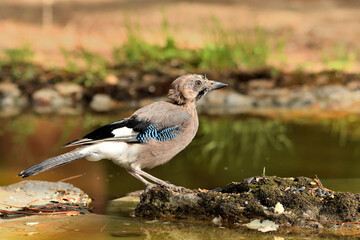arrendajo bebiendo agua en la charca del bosque (Garrulus glandarius) Ojén Andalucía España