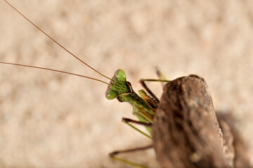 mantis religiosa en un tronco    (Dictyoptera, Mantidae) Marbella Andalucía España