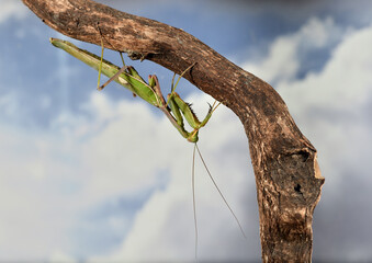 mantis religiosa posada en una rama con cielo azul (Dictyoptera, Mantidae)Marbella Andalucía...