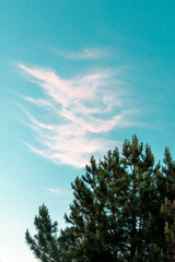 Pine tree in summer with aqua blue cloudy sky 