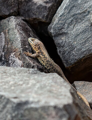 Lizard on rocks in Alsace