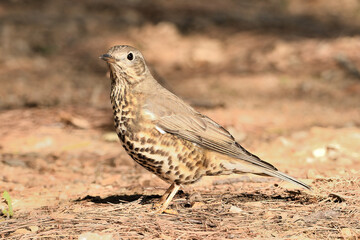  zorzal común posado en el suelo del parque (Turdus philomelos) Ojén Andalucía España