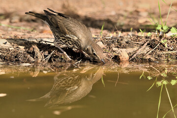  zorzal común bebiendo agua en la charca del parque (Turdus philomelos) Ojén Andalucía España