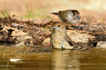 curruca capirotada bañándose y reflejada  en el estanque (Sylvia atricapilla) Marbella Andalucía...