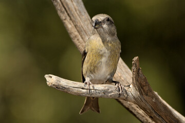 piquituerto hembra posado en una rama en el parque (Loxia curvirostra) Marbella Andalucía España 