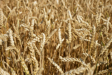 wheat pszenica zboże pole © Kima