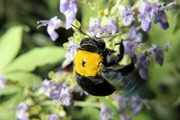 Bumblebee