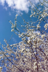 kwtinienie blossom sady kwitnace sady © Kima