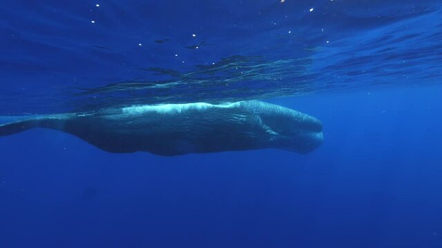 Underwater video of huge male whale Sperm Whale Physeter Macrocephalus, big animal traveling near water surface in blue ocean