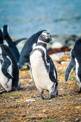 The Magellanic penguins in the Natural  Sanctuary on the Magdalena Island, Chile