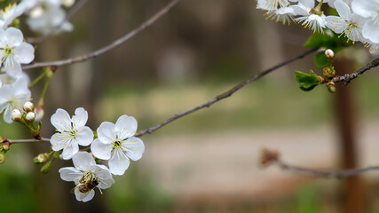 bee close-up in the garden on a cherry branch in spring afternoon, flowering trees in spring