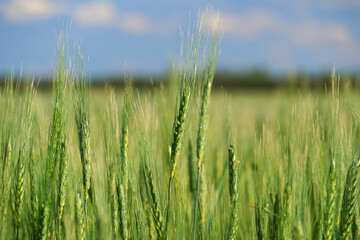 green wheat field on blue sky background