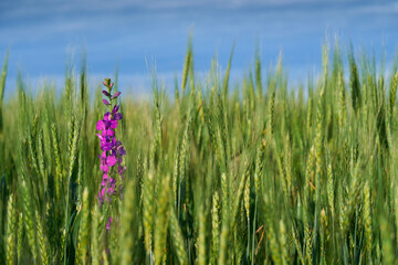 green wheat field on blue sky background