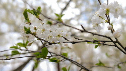white cherry flowers on a cloudy spring day visible in the garden