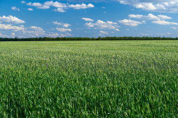 green wheat field on blue sky background
